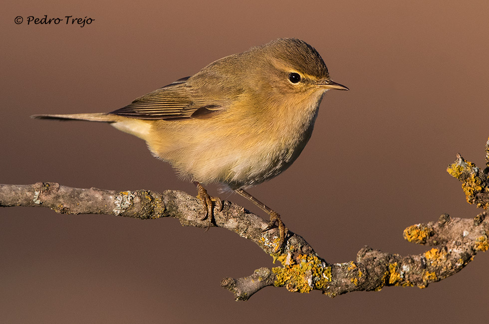 Mosquitero común (Phylloscopus collybita)